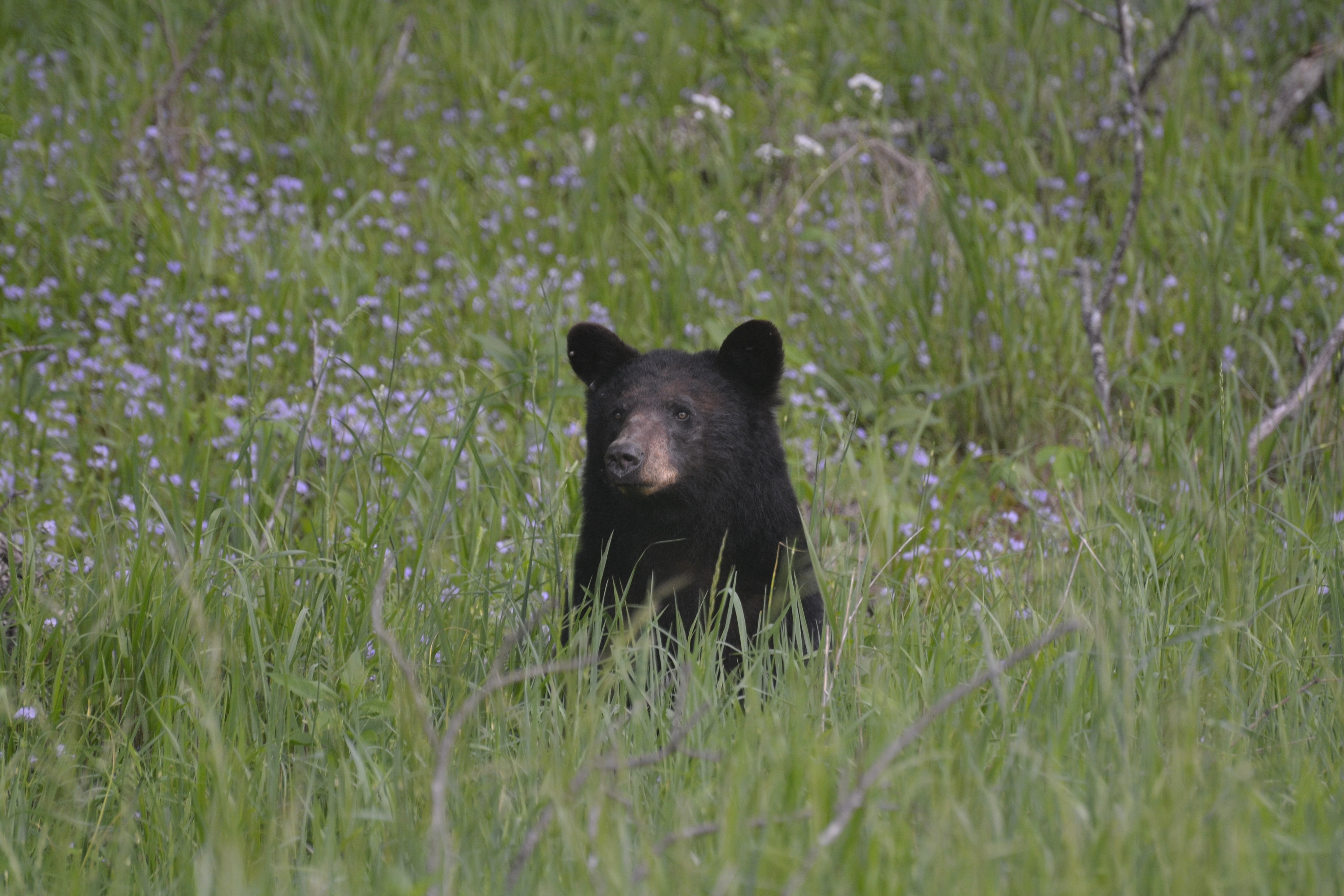 An American black bear among the grasses and flowers of Cades Cove, Tennessee